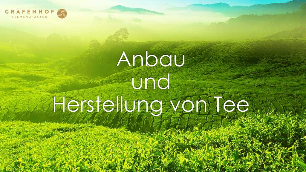 Wie wird Tee hergestellt? Anbau-und-Herstellung-von-Tee-Darjeeling-SFTGFOP-1st-Flush-Blend-Gräfenhof Tee Bio-Tee Hersteller