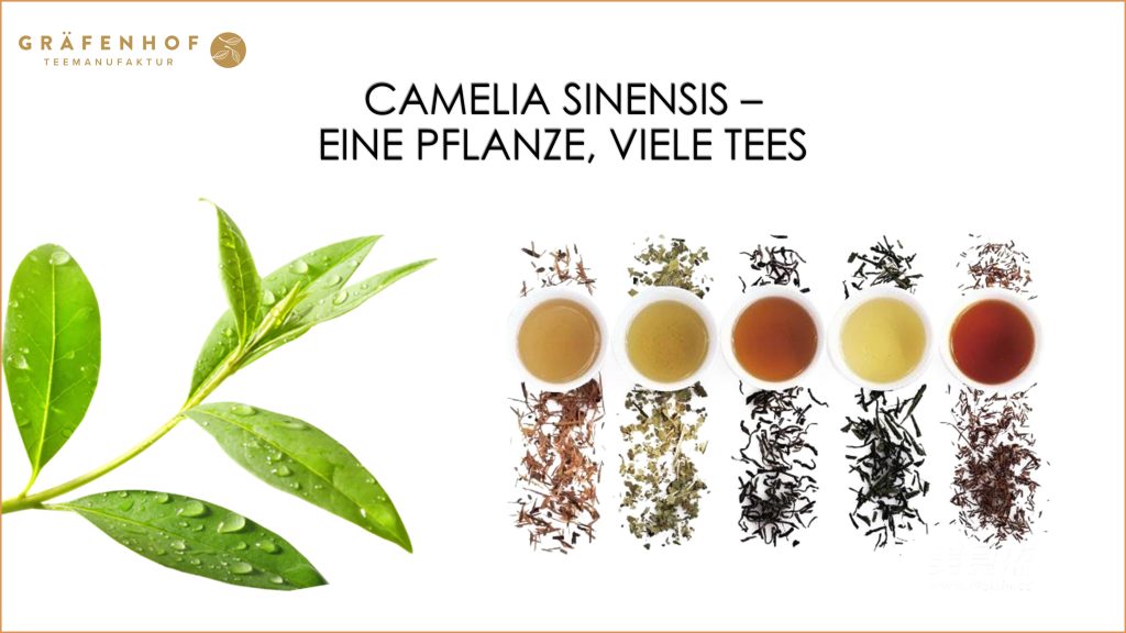 Camelia Sinensis eine Pflanze, Viele Tees 2 - Graefenhof Teemanufaktur