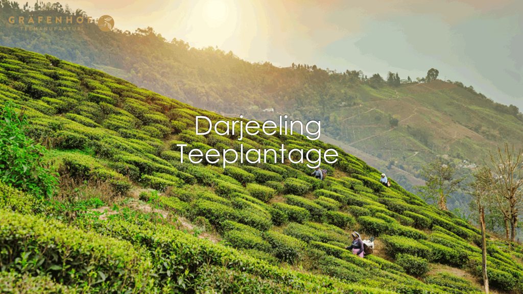 Darjeeling-Teeplantage-Darjeeling Tee - Bio Teemischungen & Kräutertees - Graefenhof Tea Bio Tee Hersteller