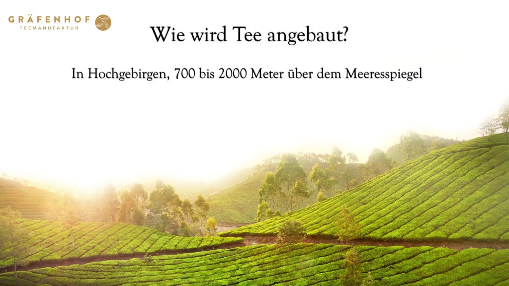 Wie-Werd-Tee-angebaut-In-Hochgebirgen-700-bis-2000-Meter-uber-dem-Meeresspiegel-Gräfenhof Tee Bio-Tee Hersteller