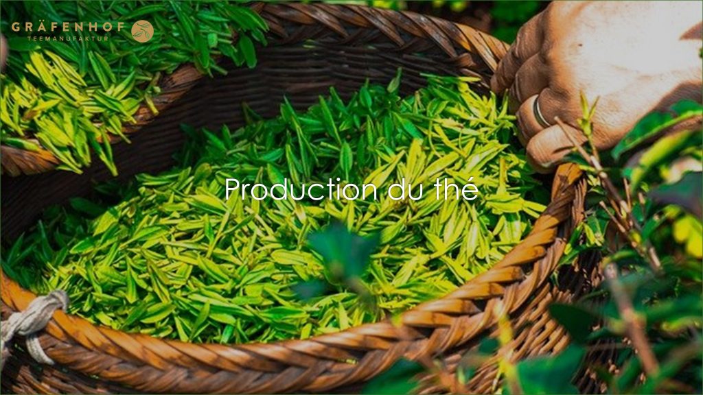 - Production-du-the Comment le thé est-il produit -Grafenhof-Tee-GmbH