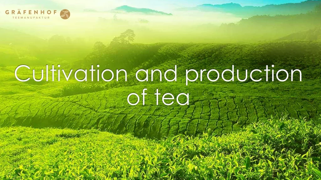 Cultivation and production of tea- Gräfenhof Tee GmbH
