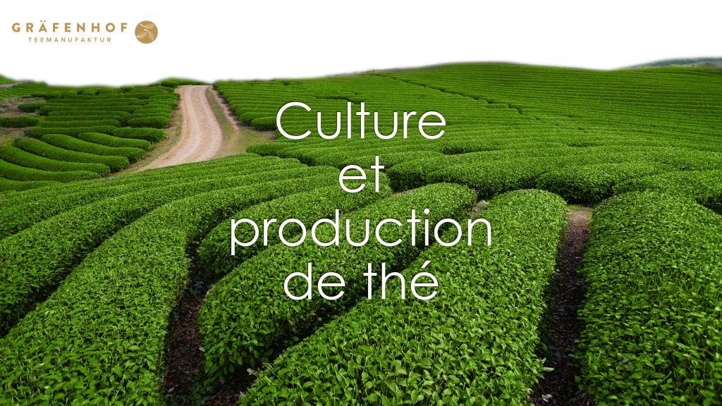 Culture-et-production-de-the-Grafenhof-Tee-GmbH-1024x576