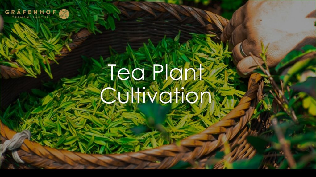 Tea Plant Cultivation Graefenhof Tee GmbH