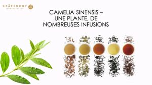 CAMELIA SINENSIS - Une Plante , de nonbreuses infusions et aromes - Gräfenhof Tee GmbH (Custom)
