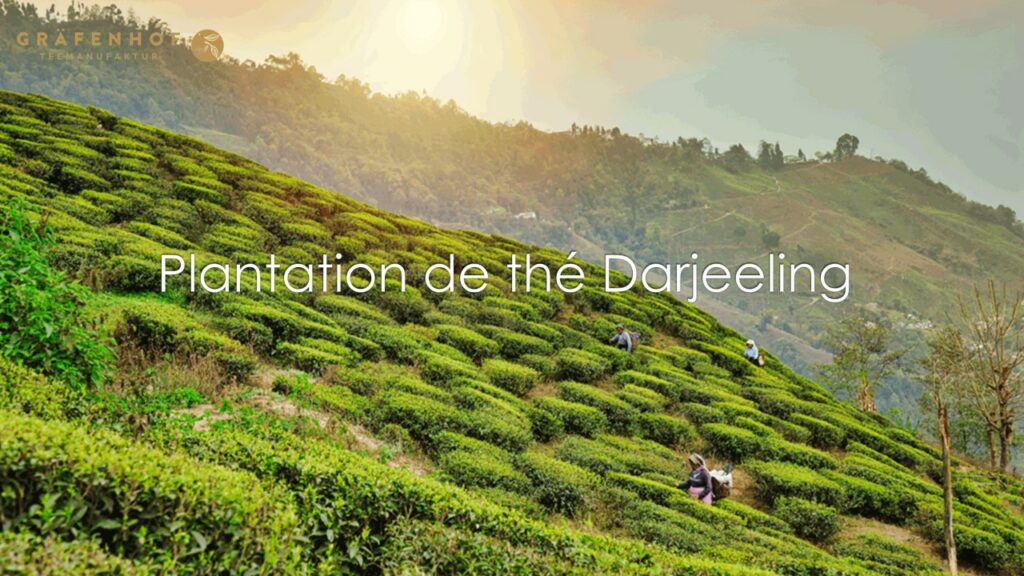 Plantation de thé Darjeeling - Gräfenhof Tee GmbH 