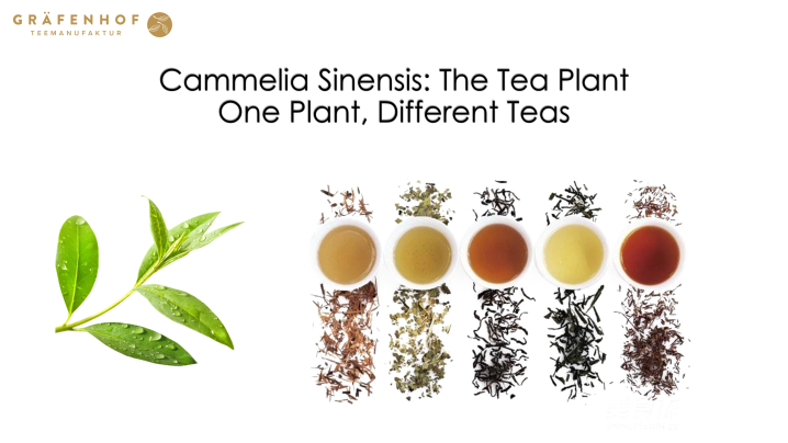 Camellia sinensis: the tea plant.